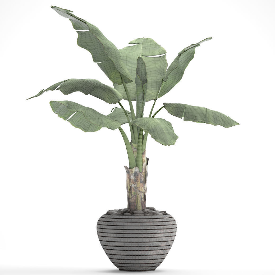 Banana Tree 3D model_5