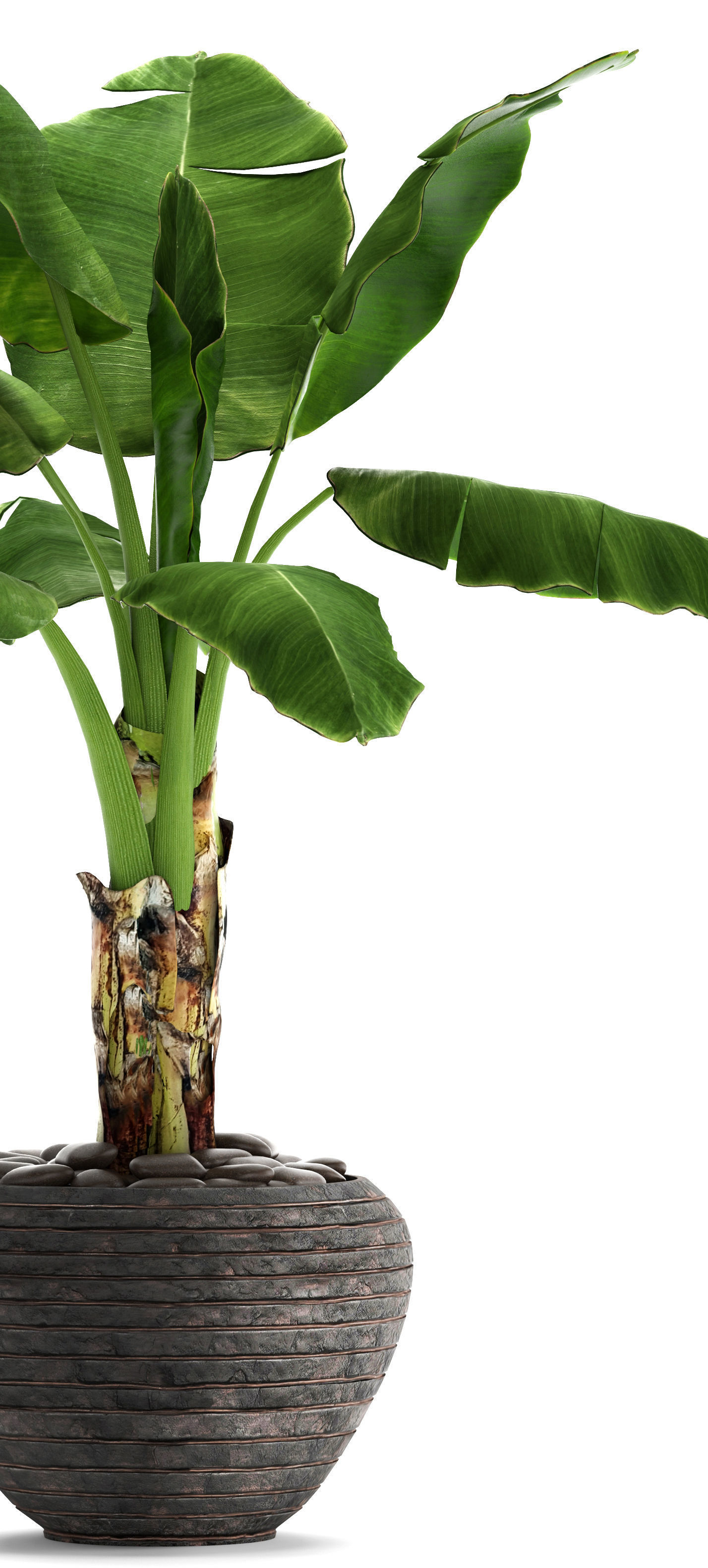 Banana Tree 3D model_3