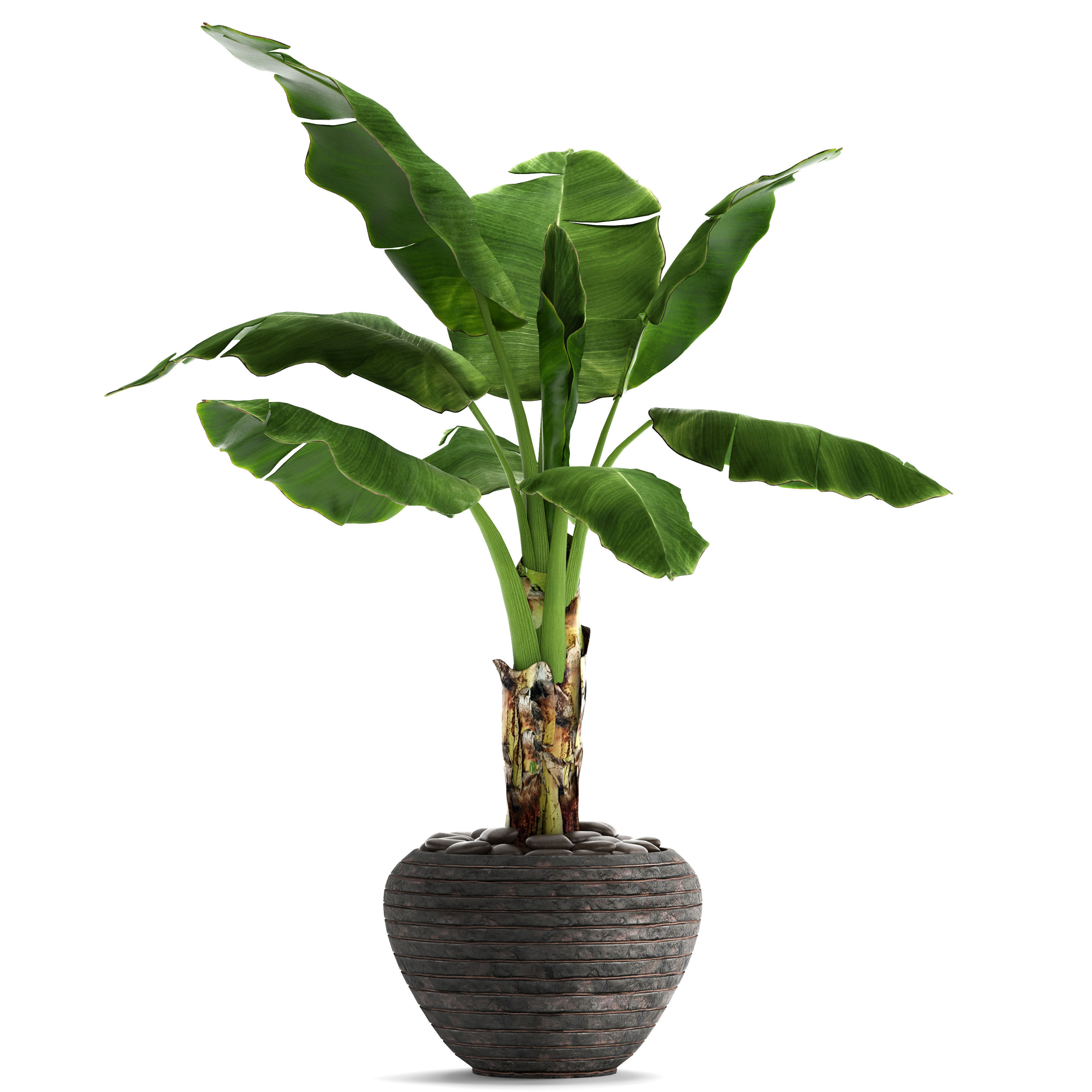Banana Tree 3D model_9