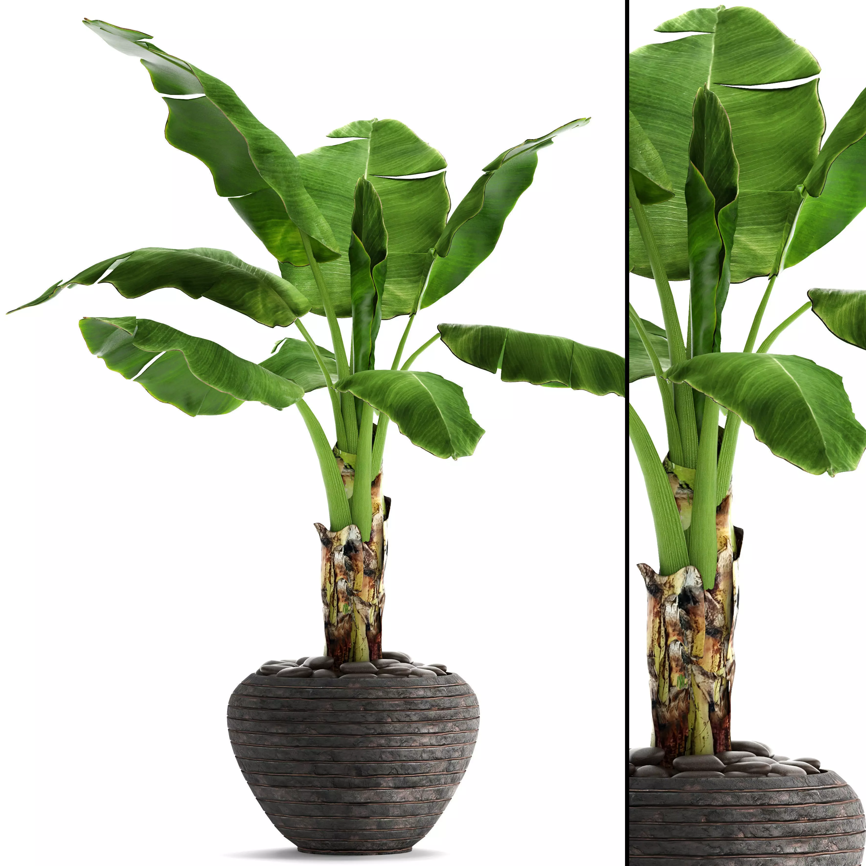 Banana Tree 3D model_0