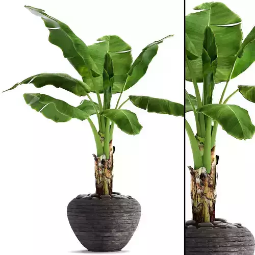 Banana Tree 3D model
