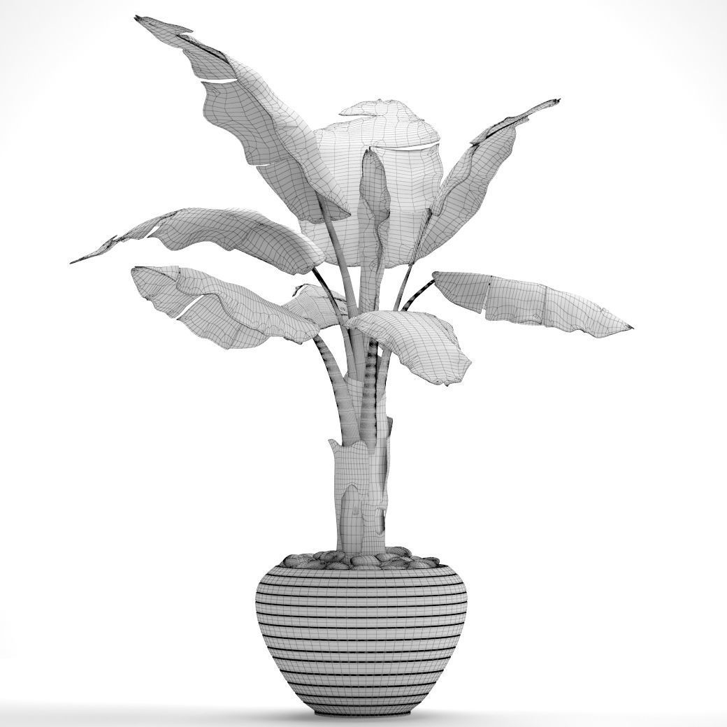 Banana Tree 3D model_7