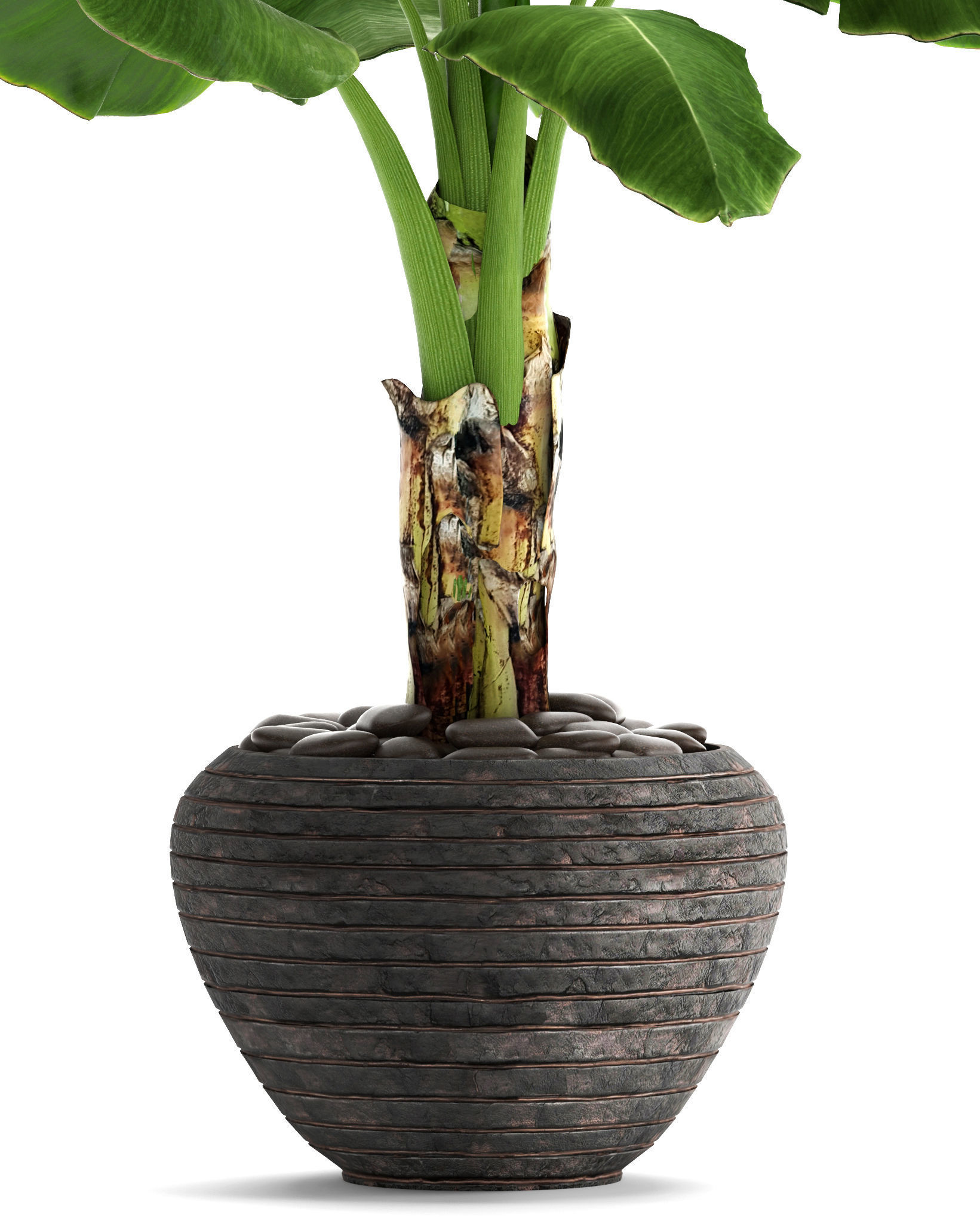 Banana Tree 3D model_2
