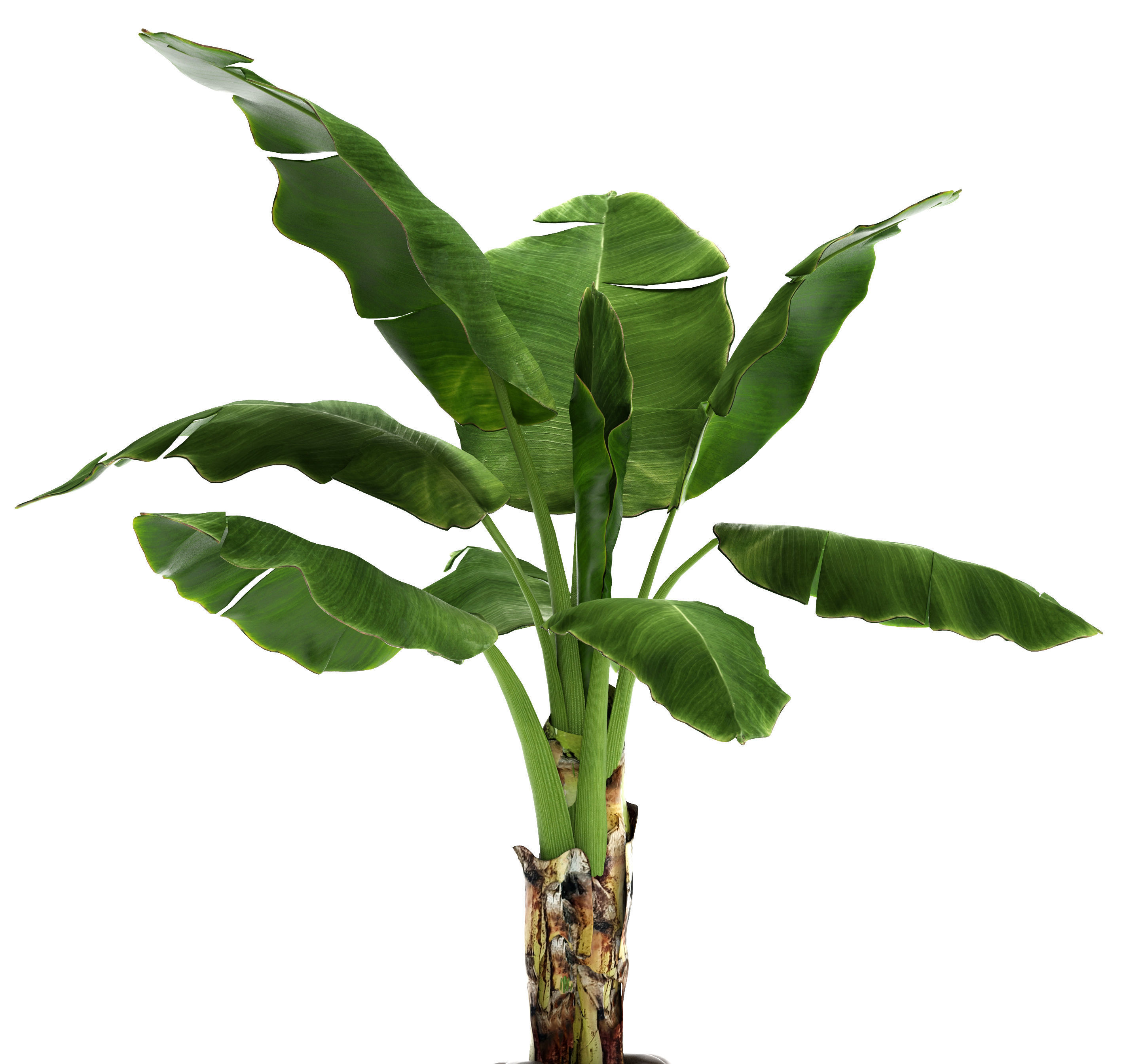 Banana Tree 3D model_1