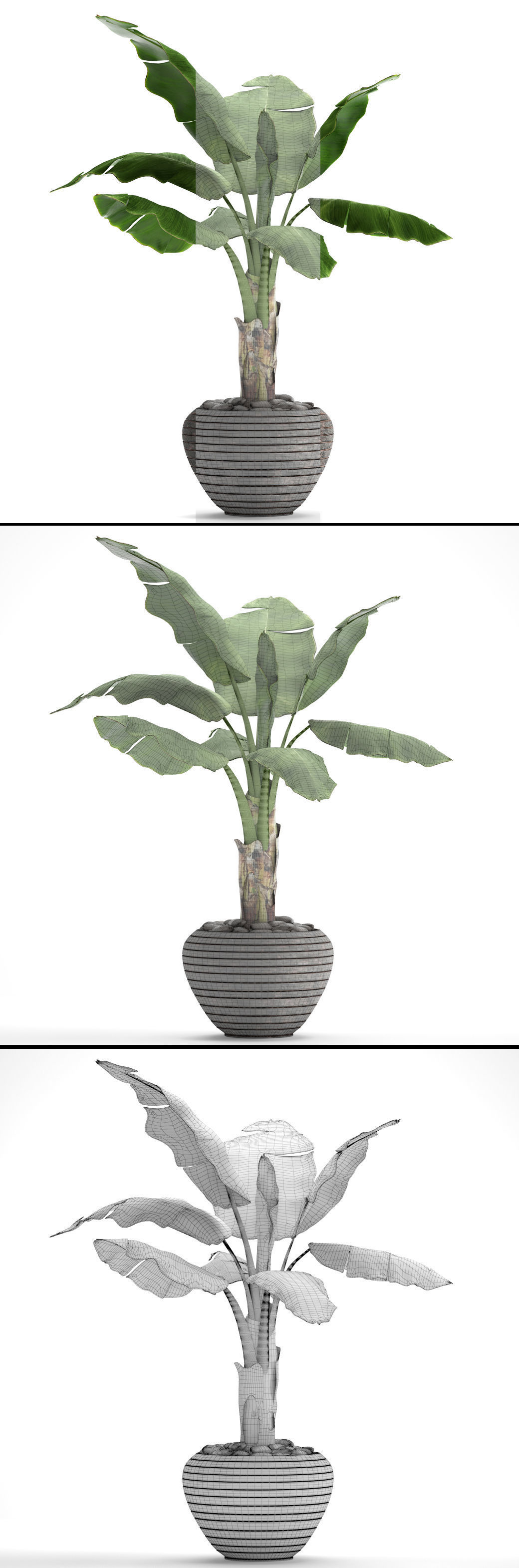 Banana Tree 3D model_6