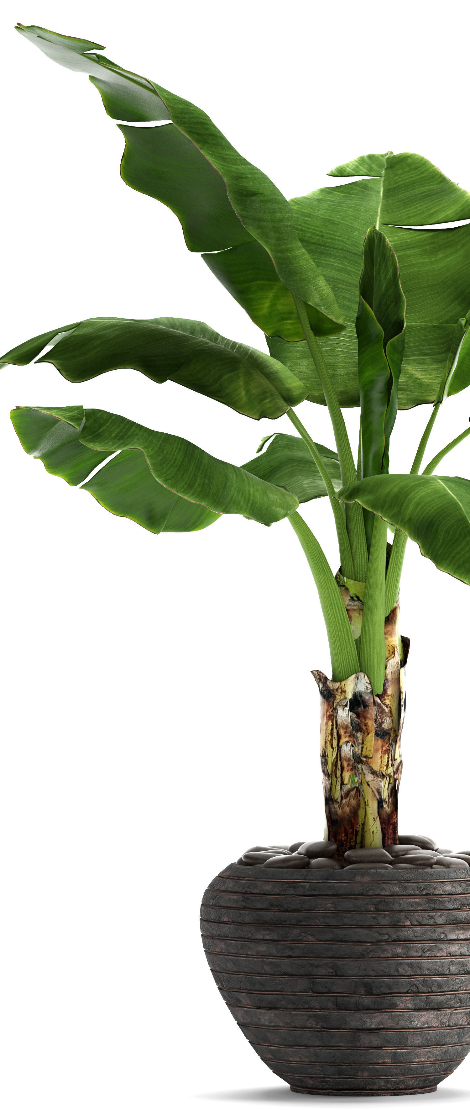 Banana Tree 3D model_8