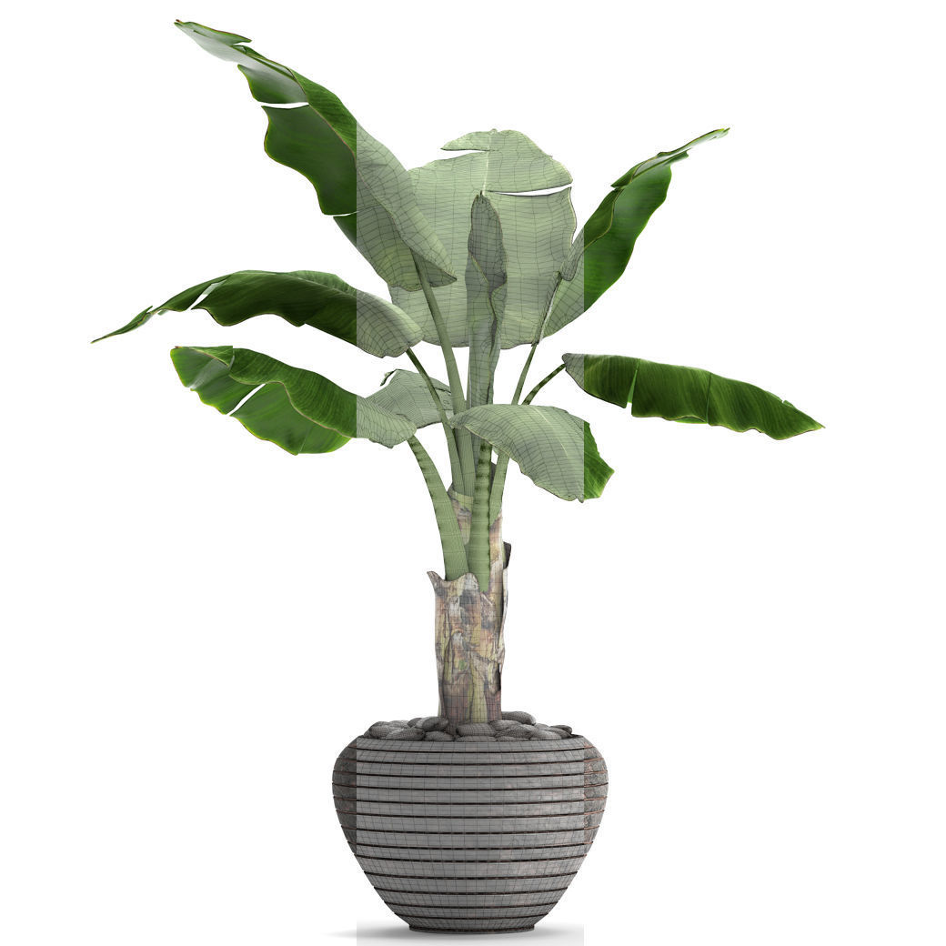 Banana Tree 3D model_4