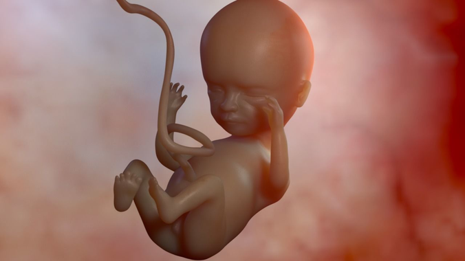 Fetus in womb 3D model