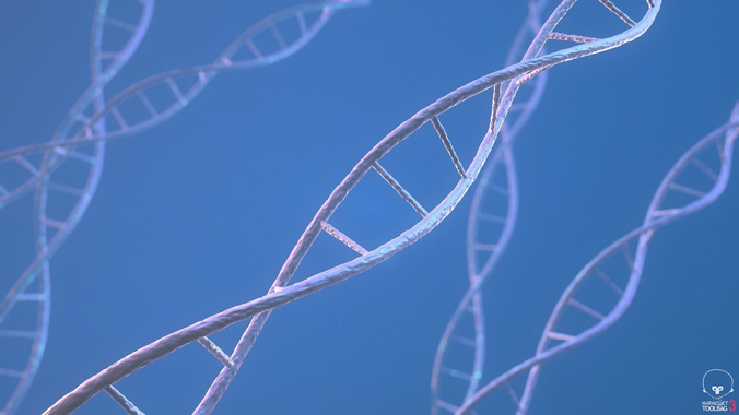 Helix strand of Human DNA 3D model