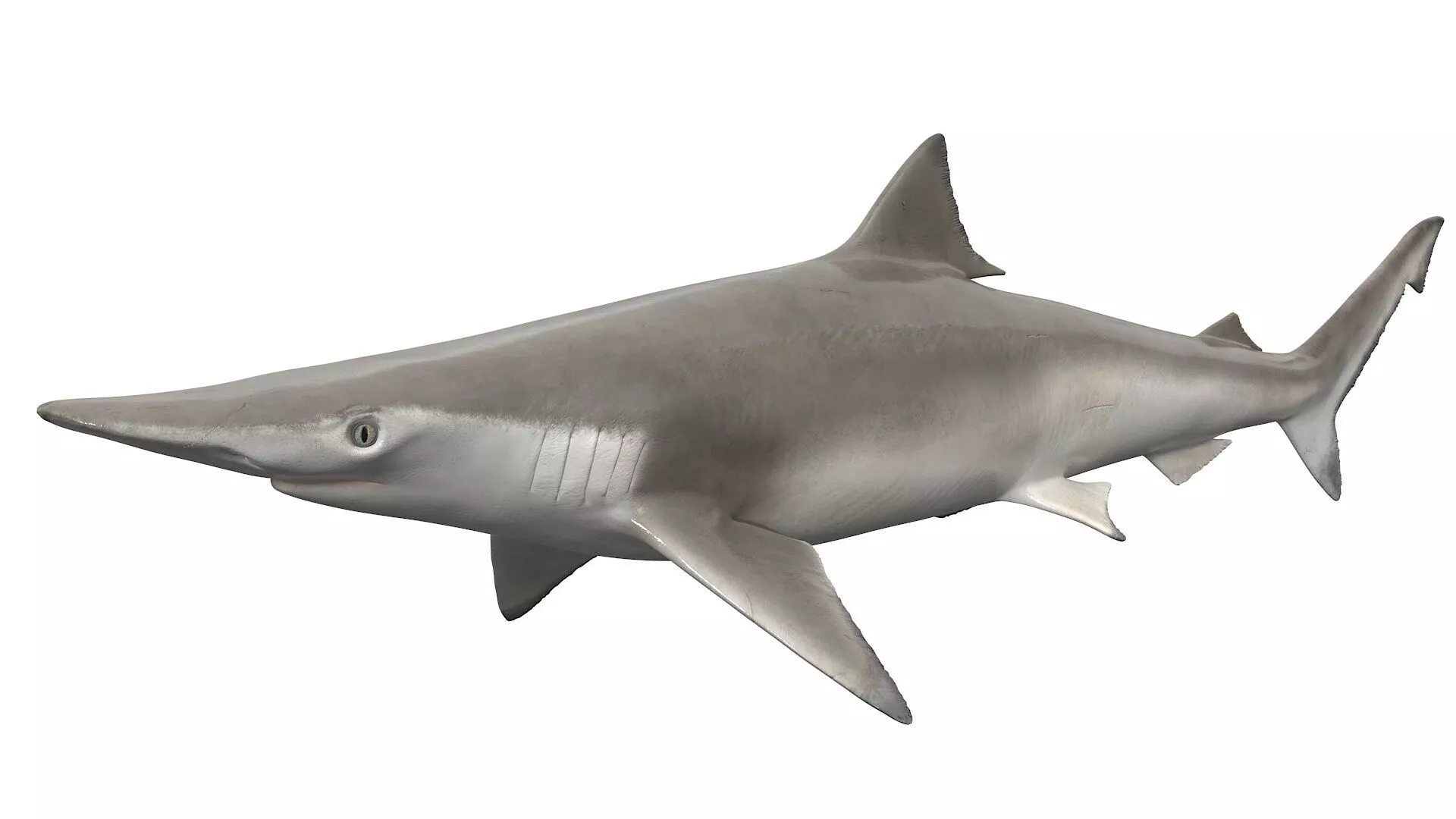 Realistic Spadenose Shark Rigged 3D model