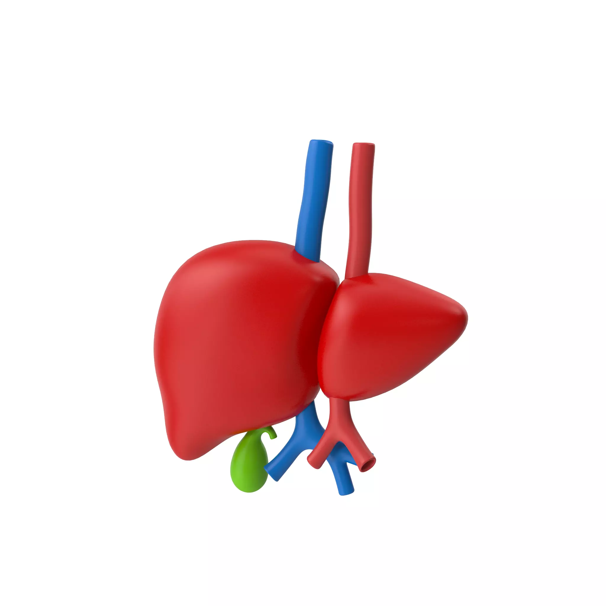 Liver Stylized 3D model