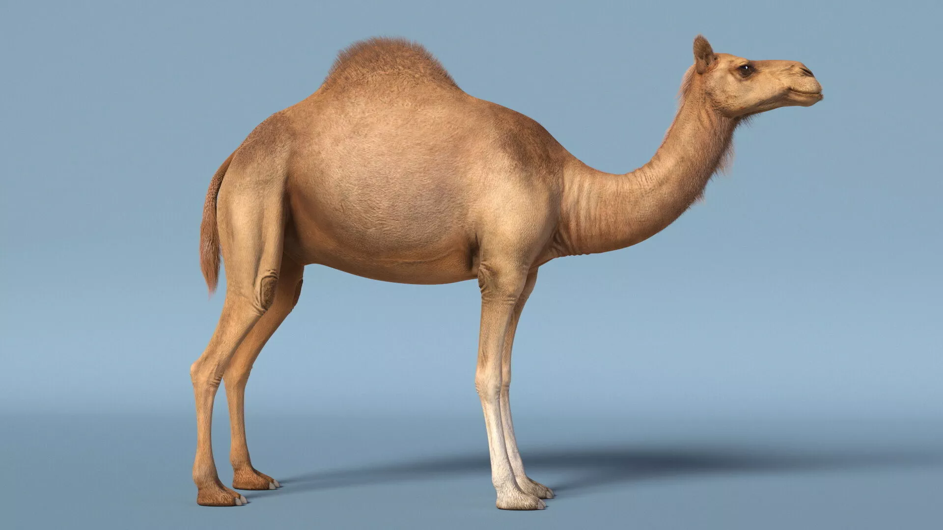 Dromedary Camel with Fur Rigged 3D model