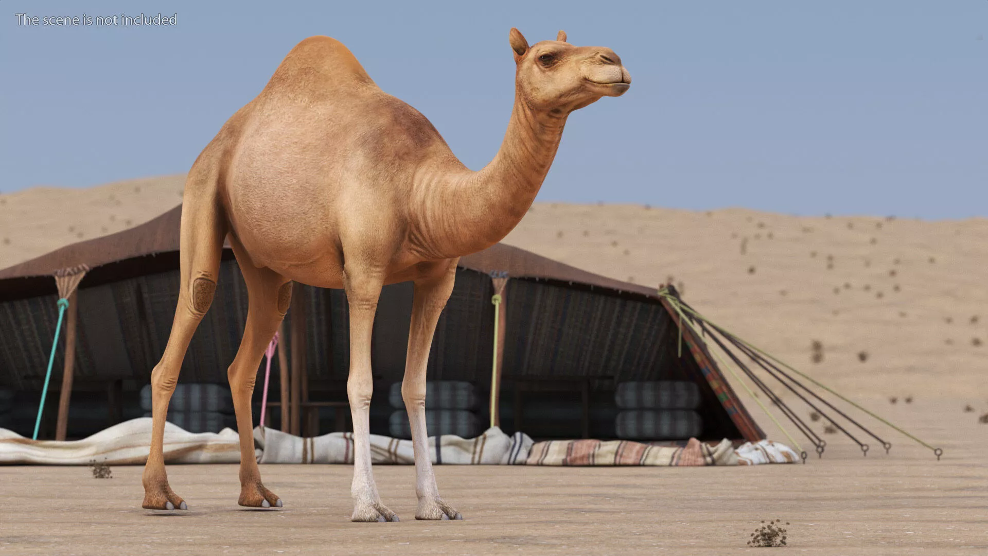 Dromedary Camel Rigged 3D model