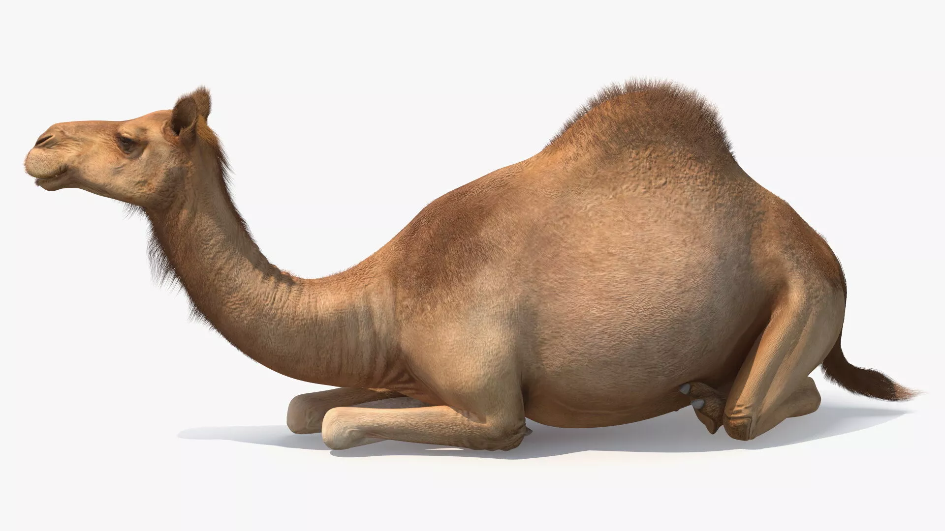 Resting Camel with Fur 3D model
