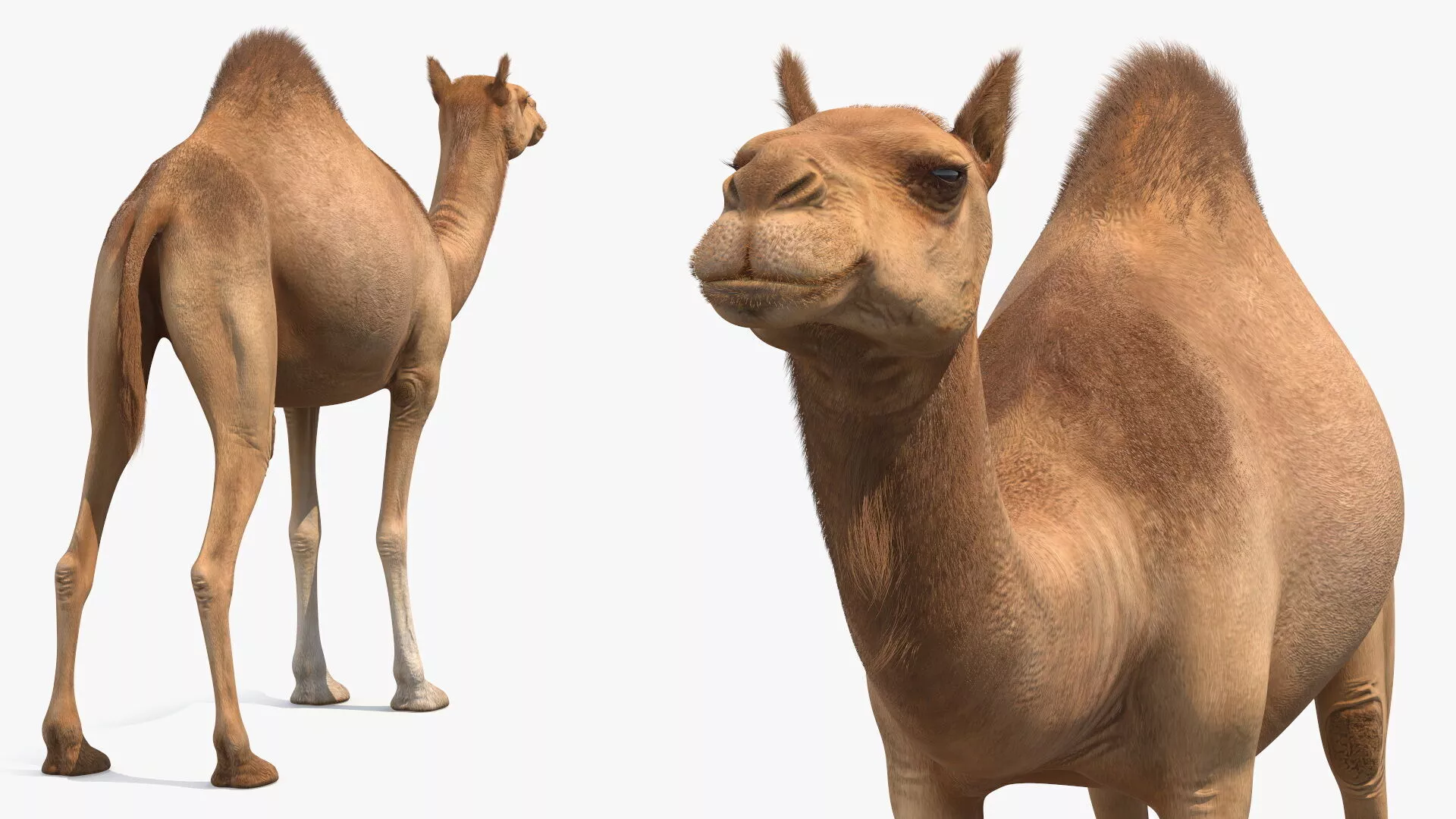 Dromedary Camel with Fur 3D model