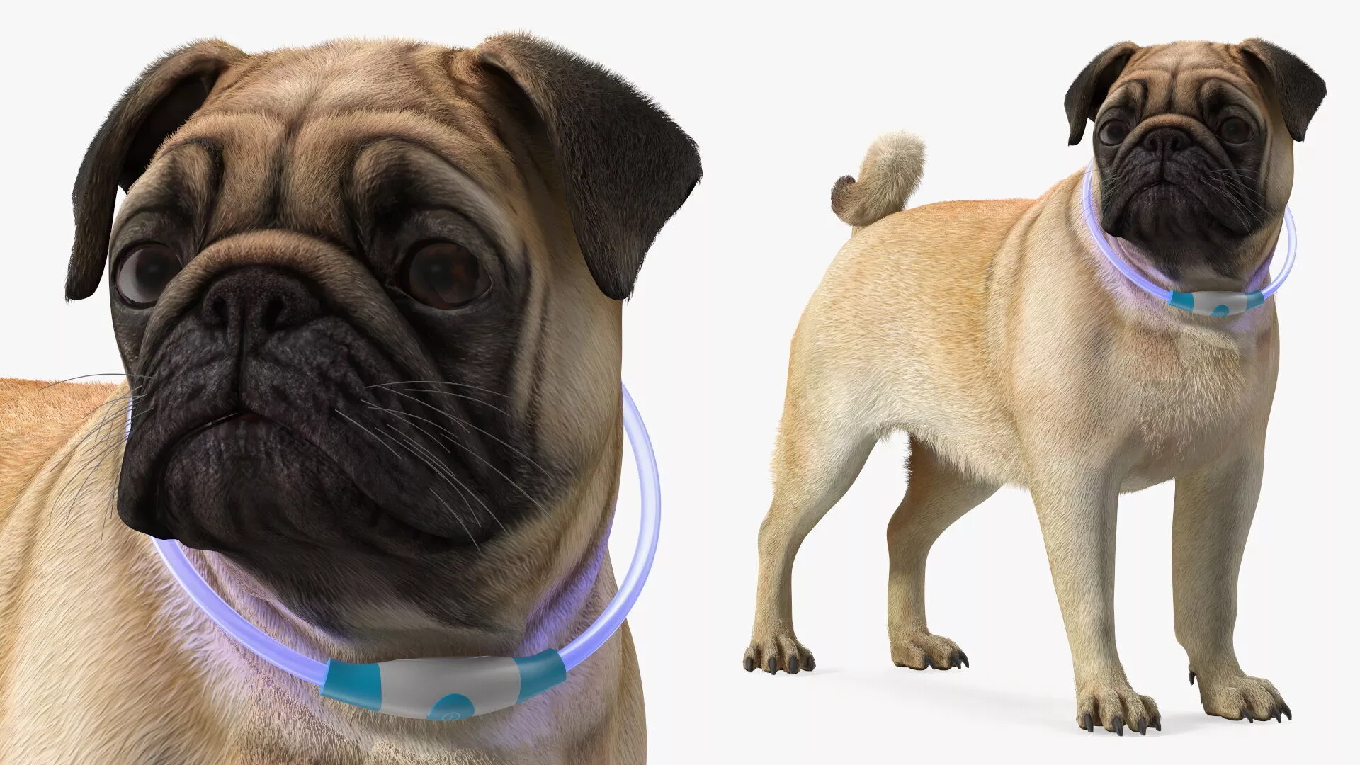 Pug Dog Wearing LED Collar Fur for Cinema 4D 3D model