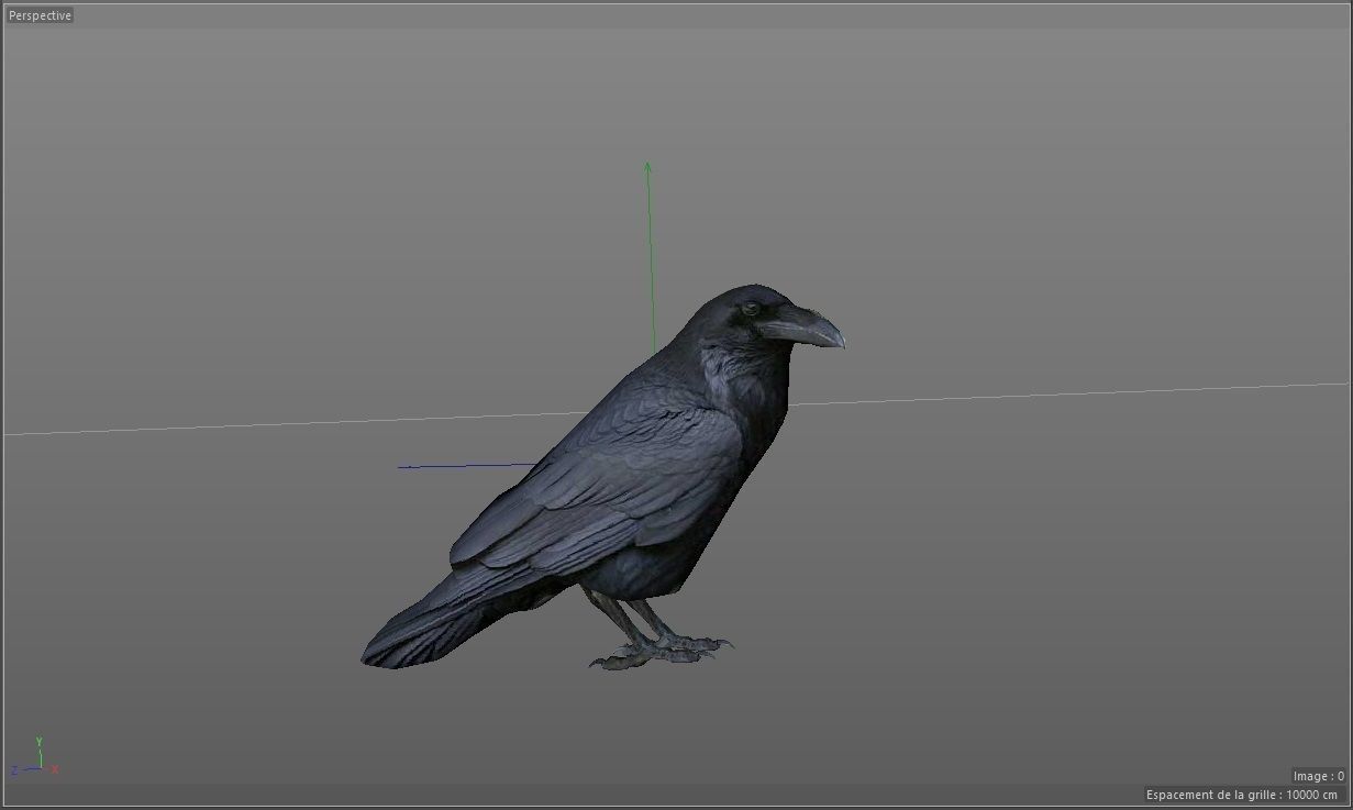 Crow Corbeau Free 3D model_1