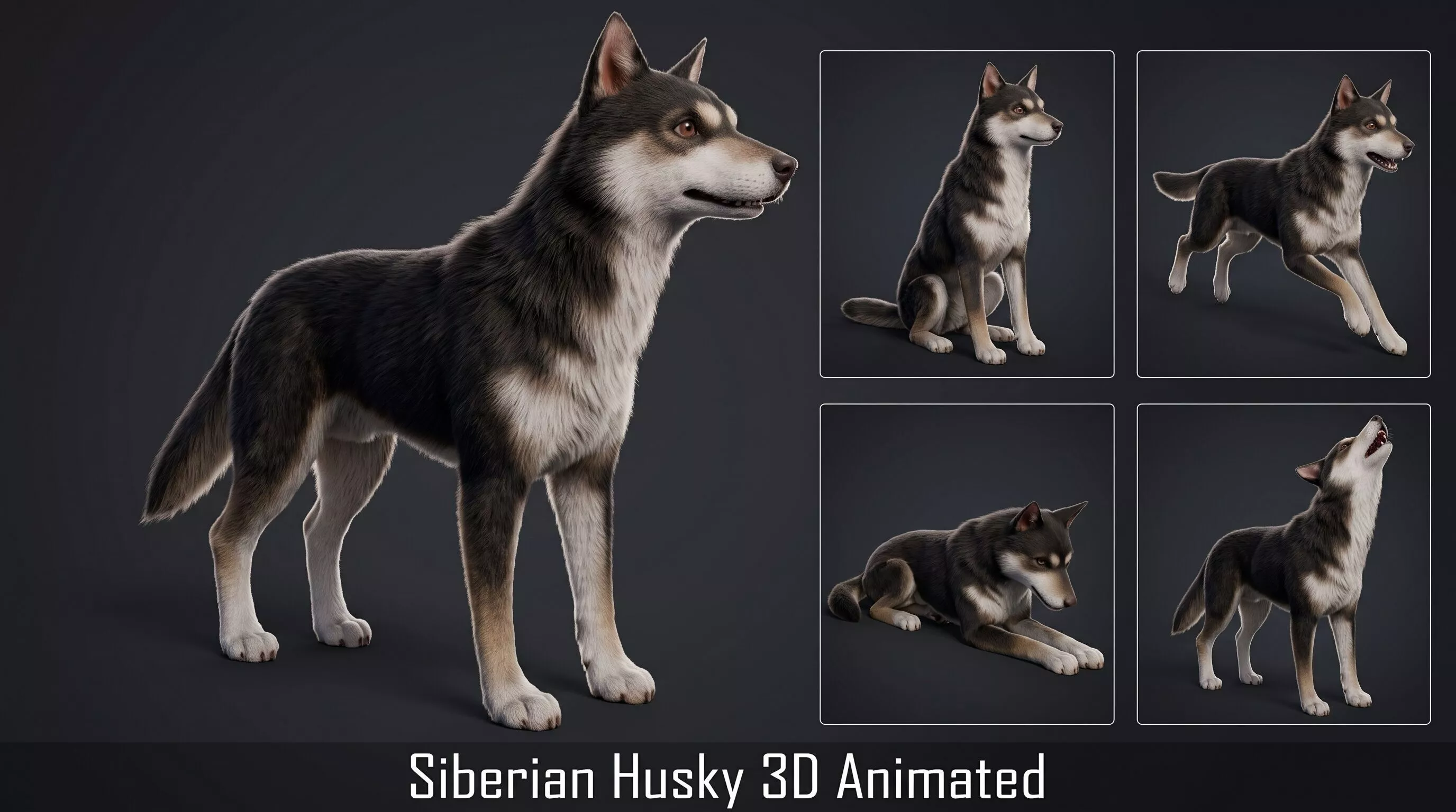 Siberian Husky Puppy 3D Animated and Skin Low-poly 3D model