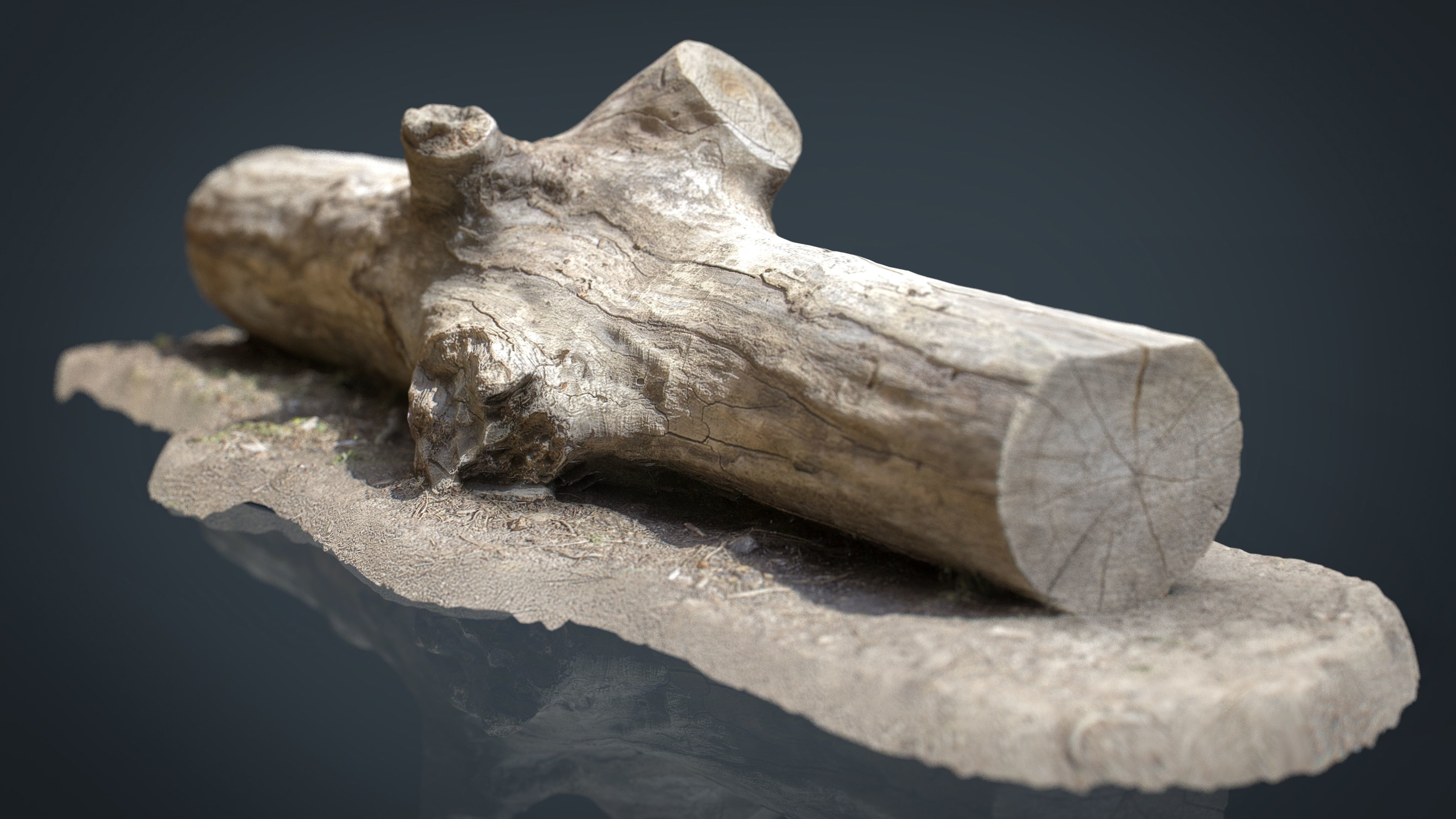 Dead trunk 3 Low-poly 3D model_12