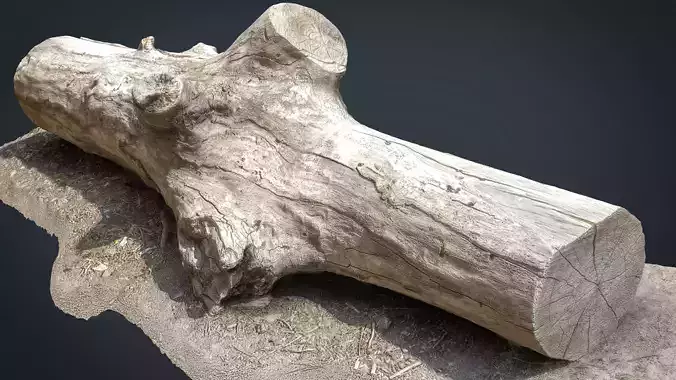 Dead trunk 3 Low-poly 3D model