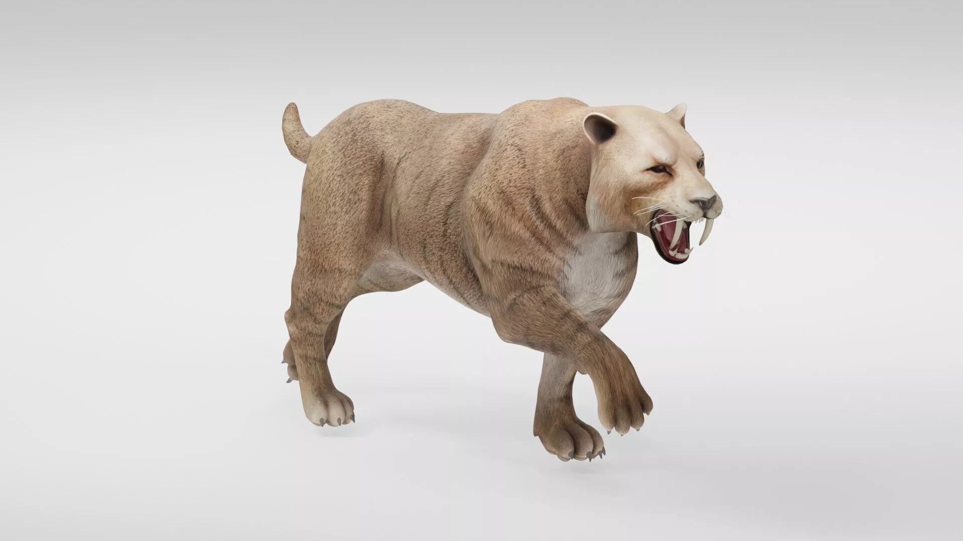 Realistic Saber Toothed Tiger Low-poly 3D model