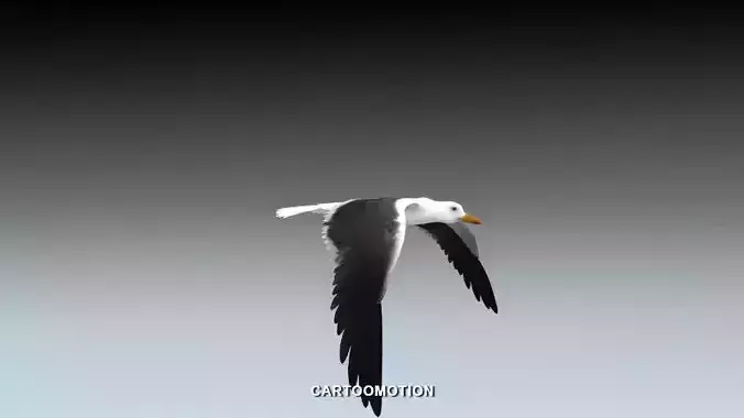 Seagull  - Animated Low-poly 3D model