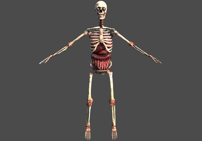 Skeletton with organs Low-poly 3D model