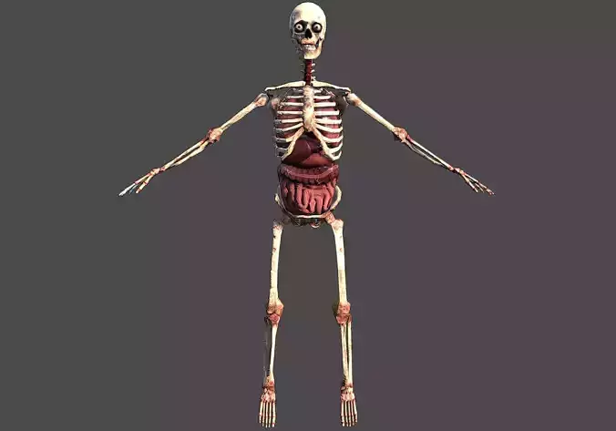 Skeletton with organs Low-poly 3D model