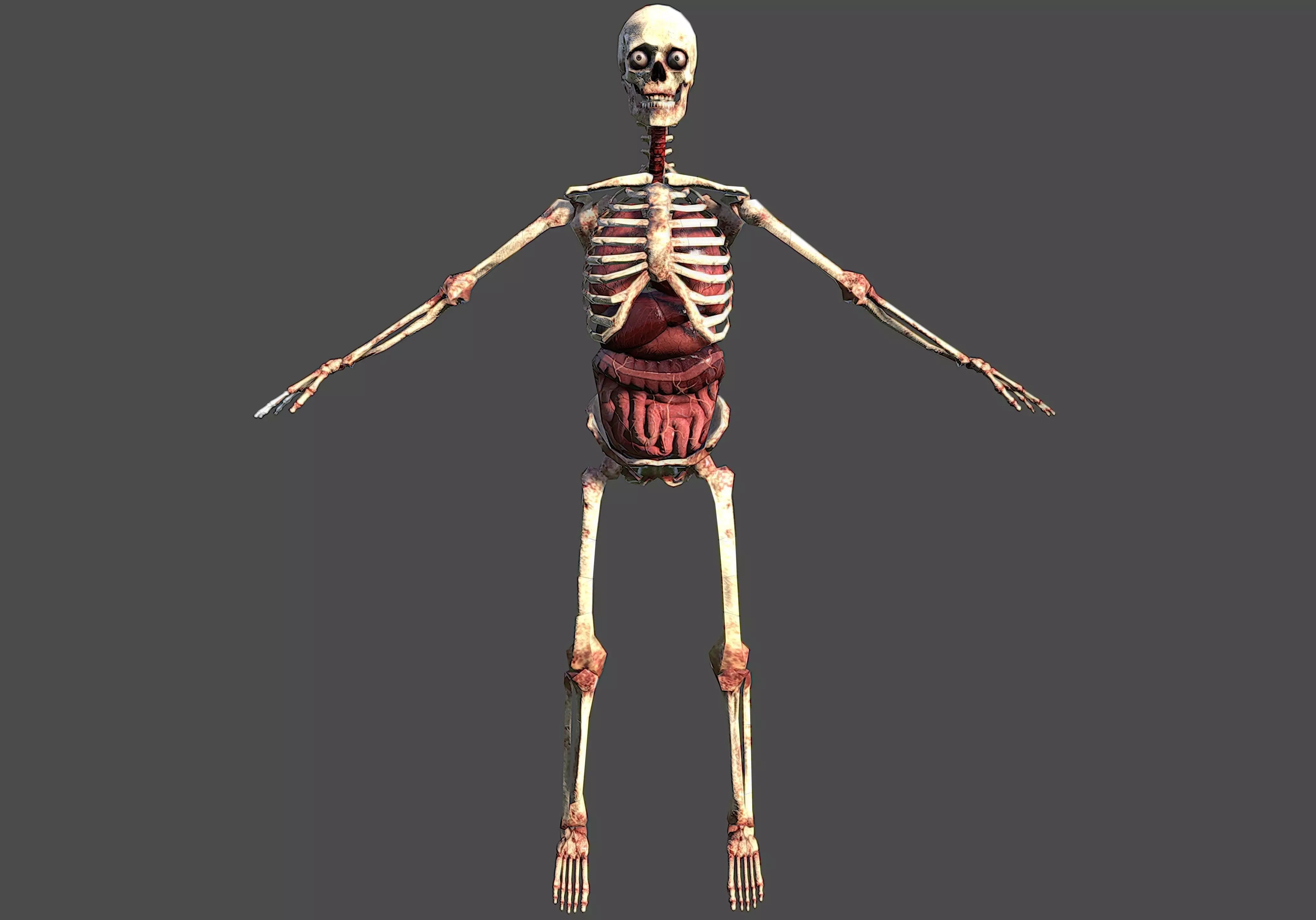 Skeletton with organs Low-poly 3D model_0