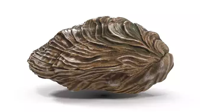 Closed Shell 3D model