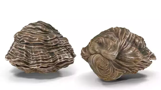 Closed Shell 3D model 7