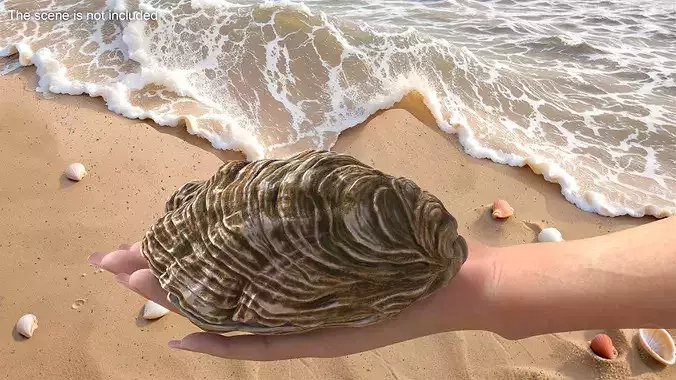 Closed Shell 3D model 4