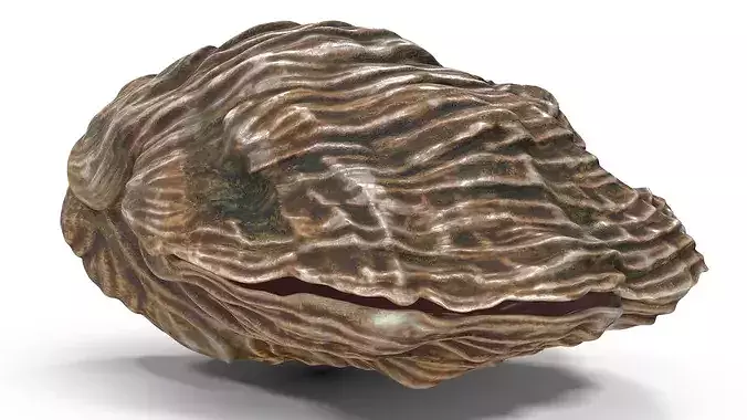 Closed Shell 3D model 2