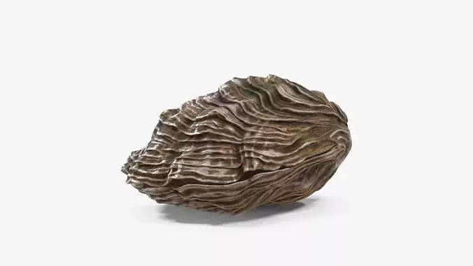 Closed Shell 3D model 3