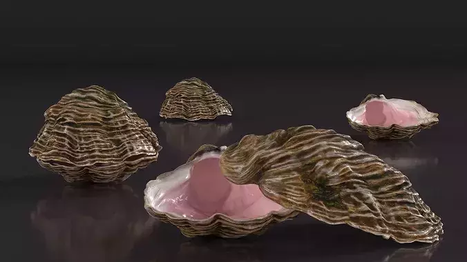 Closed Shell 3D model 6