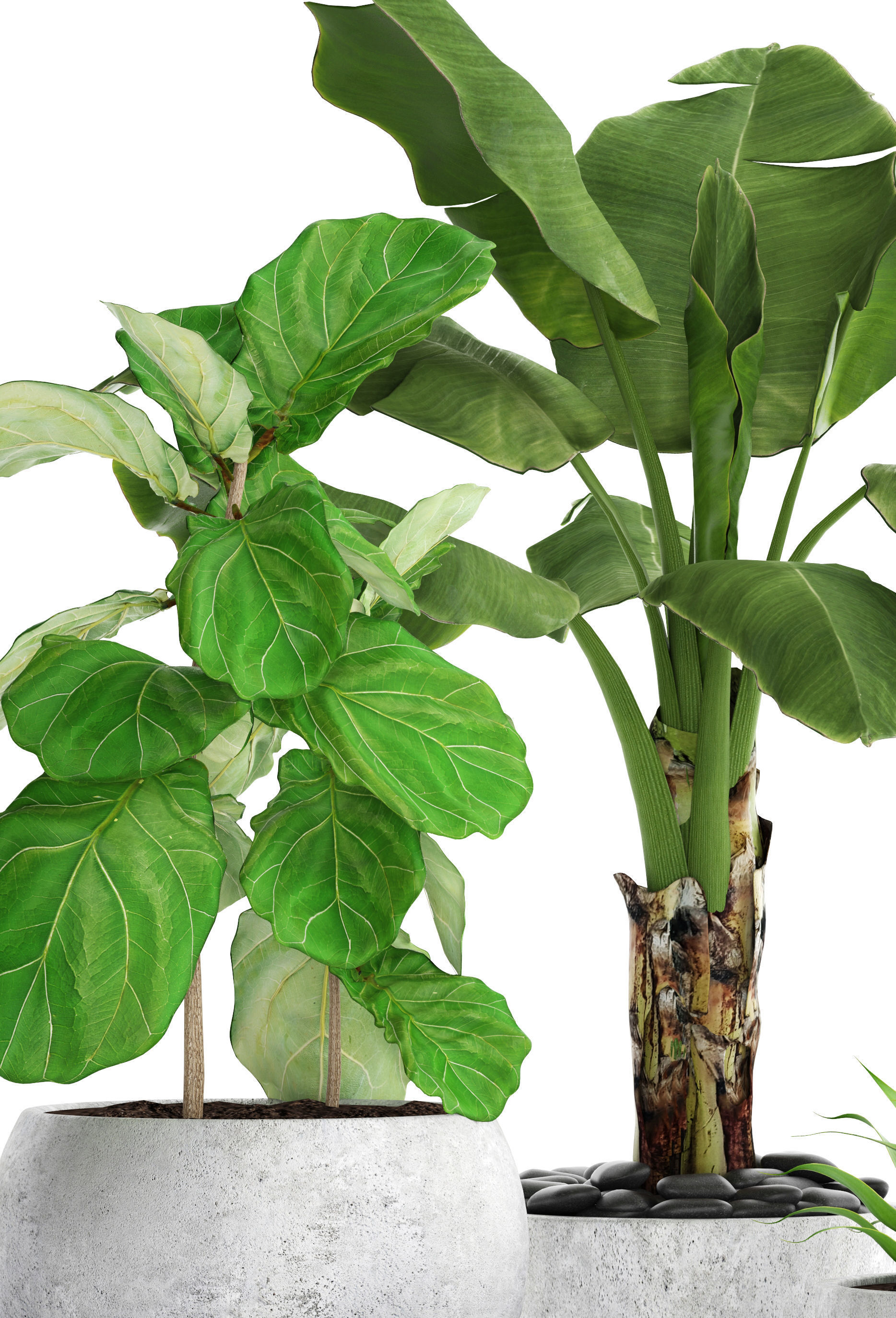 Collection plants three in pots 3D model_2