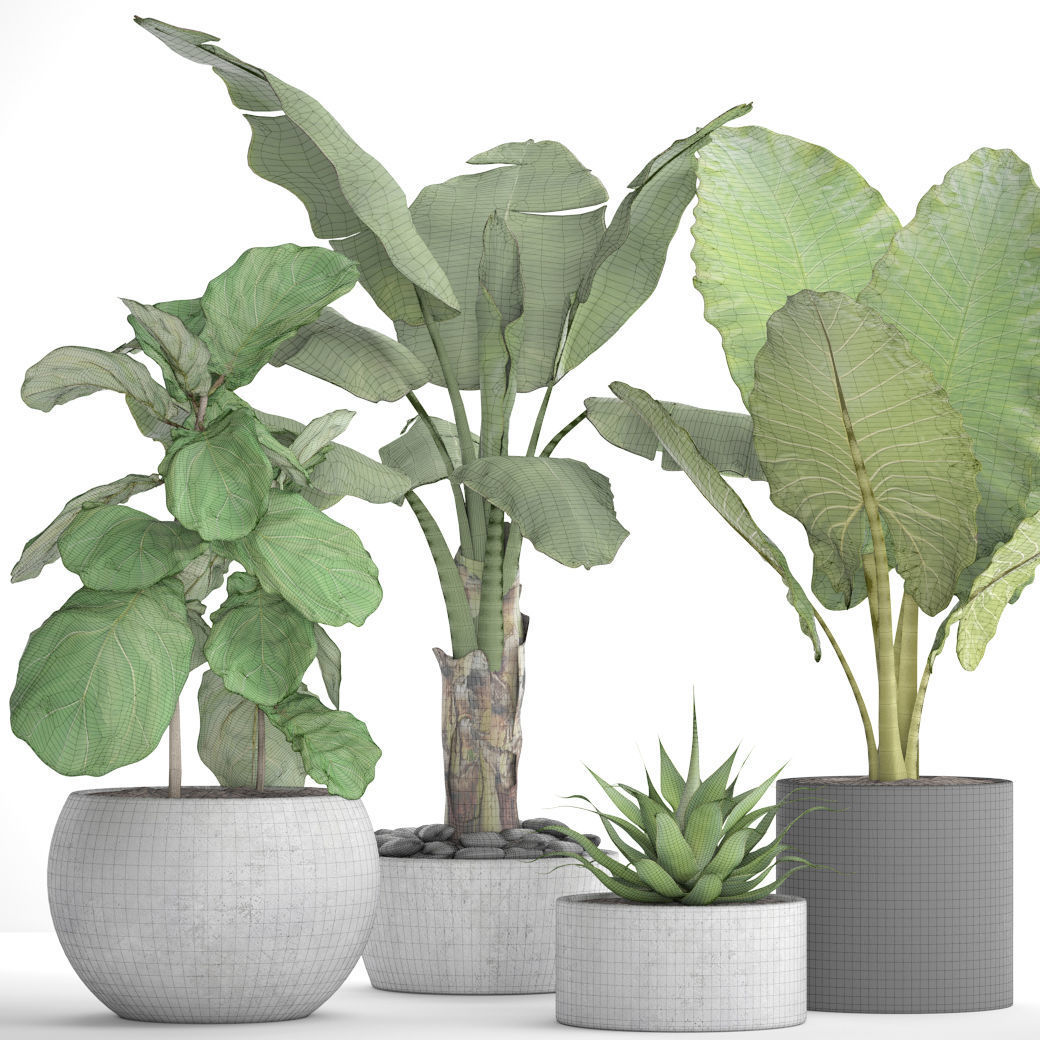 Collection plants three in pots 3D model_4