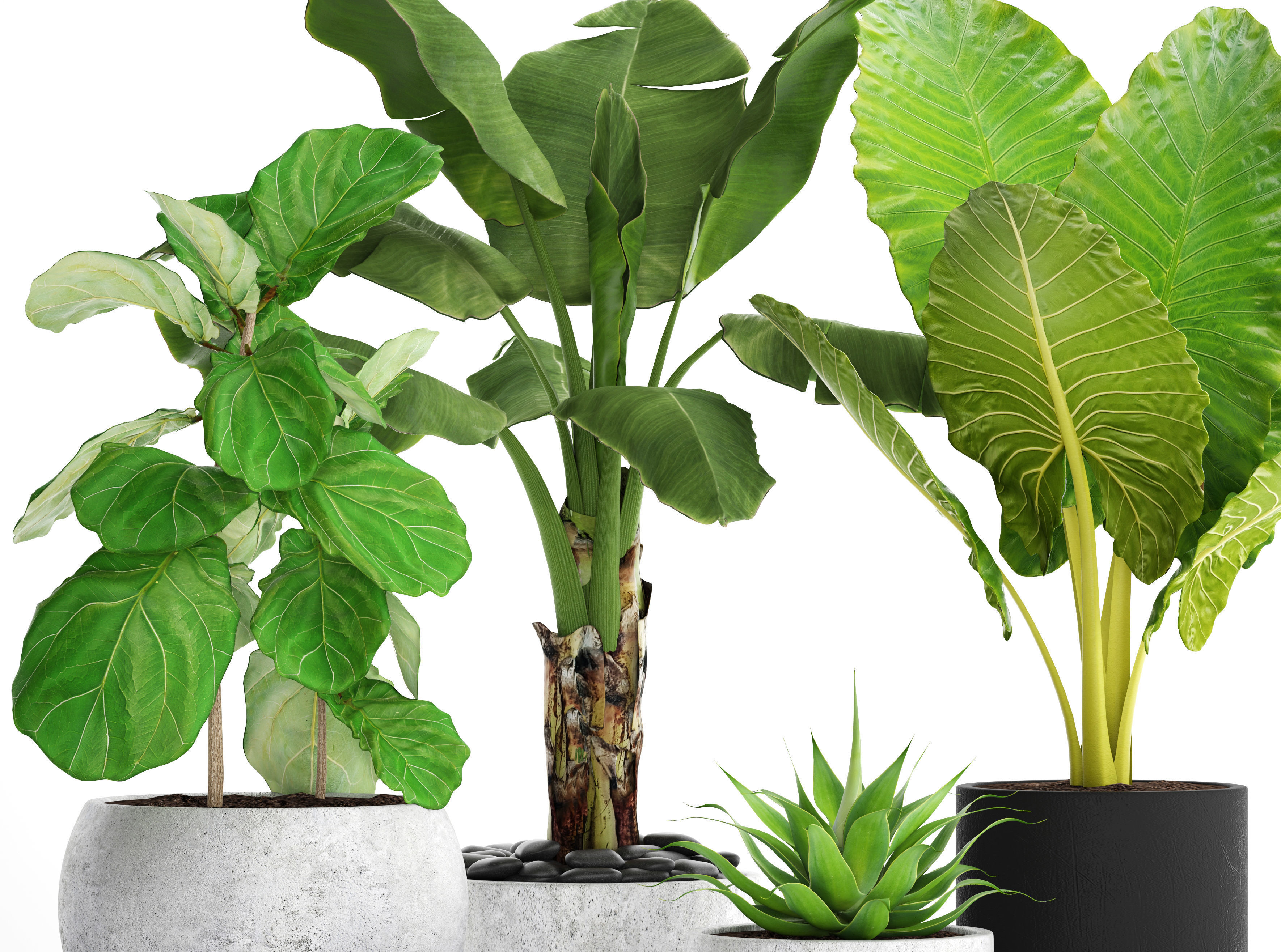 Collection plants three in pots 3D model_7