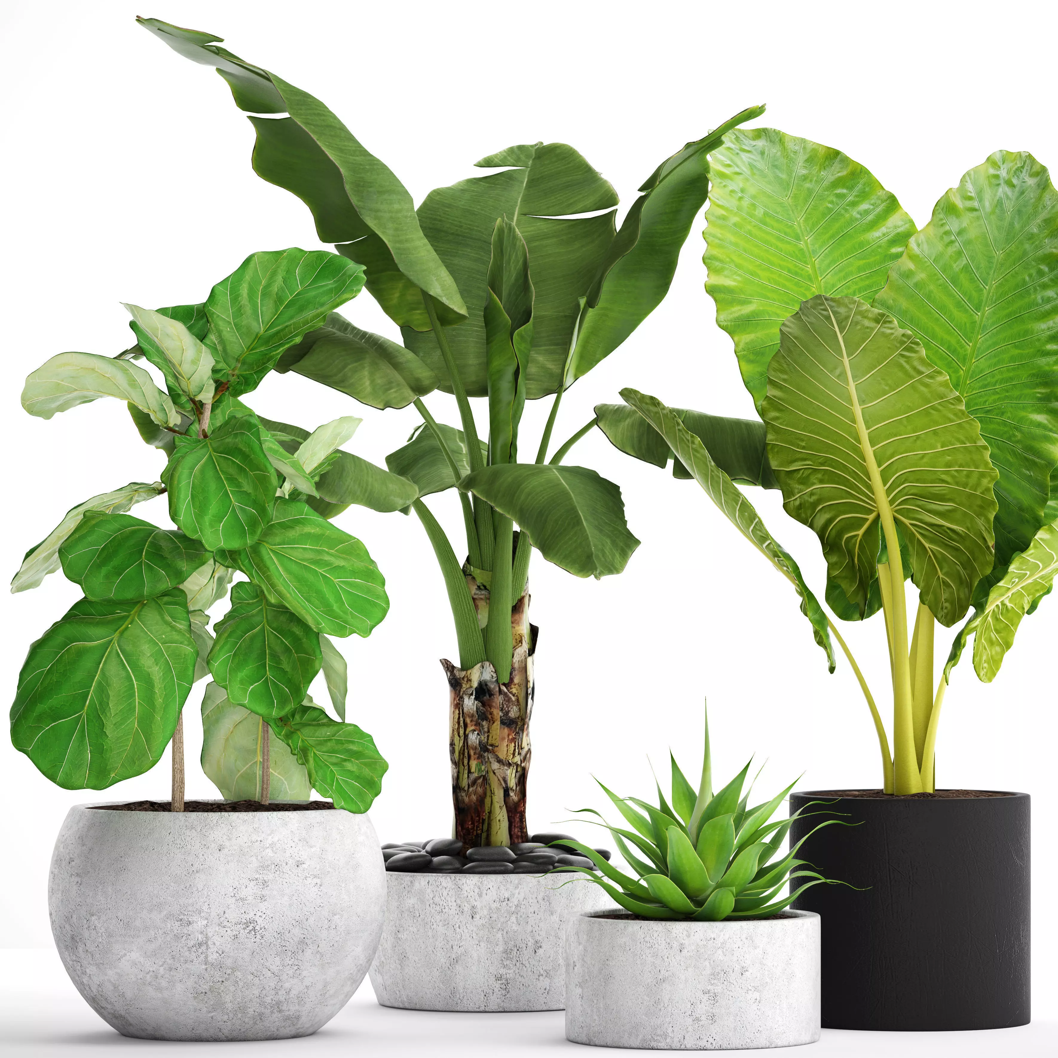 Collection plants three in pots 3D model_0