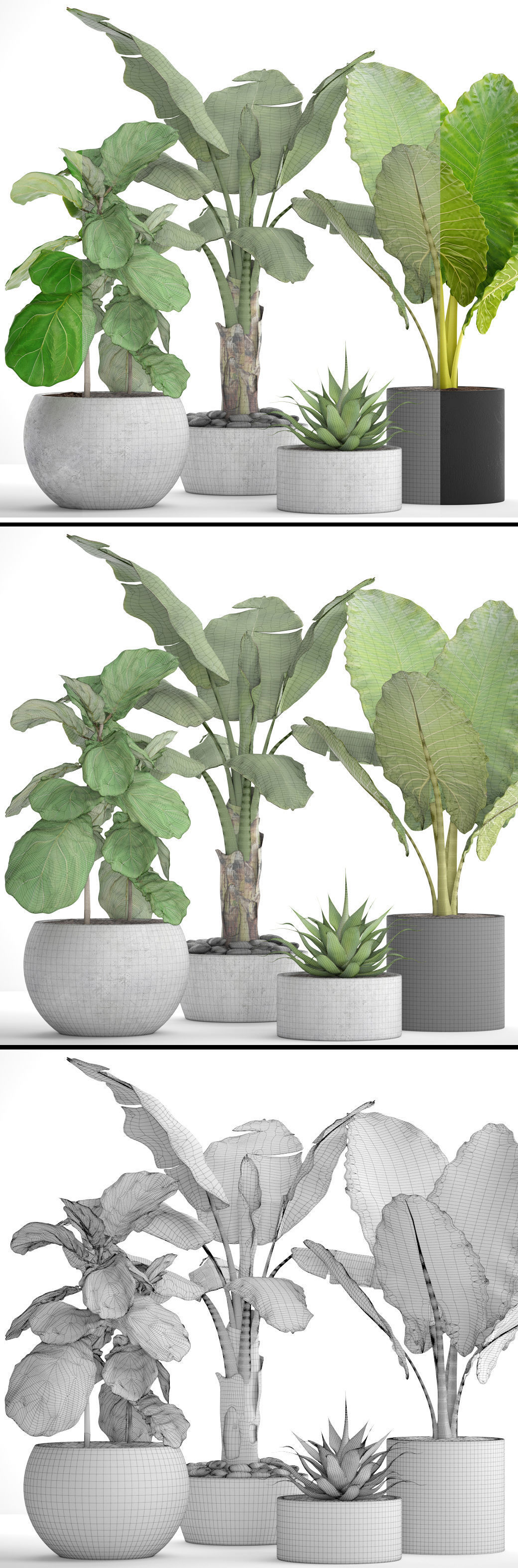 Collection plants three in pots 3D model_6
