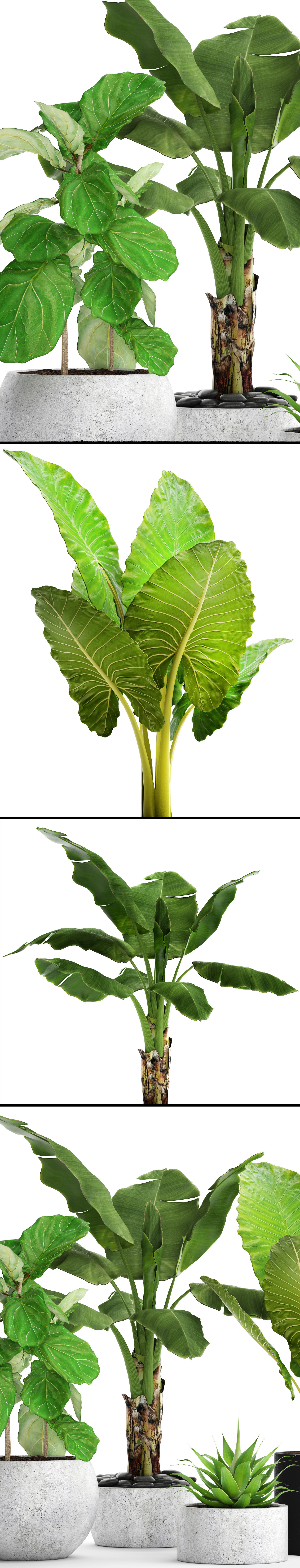 Collection plants three in pots 3D model_10