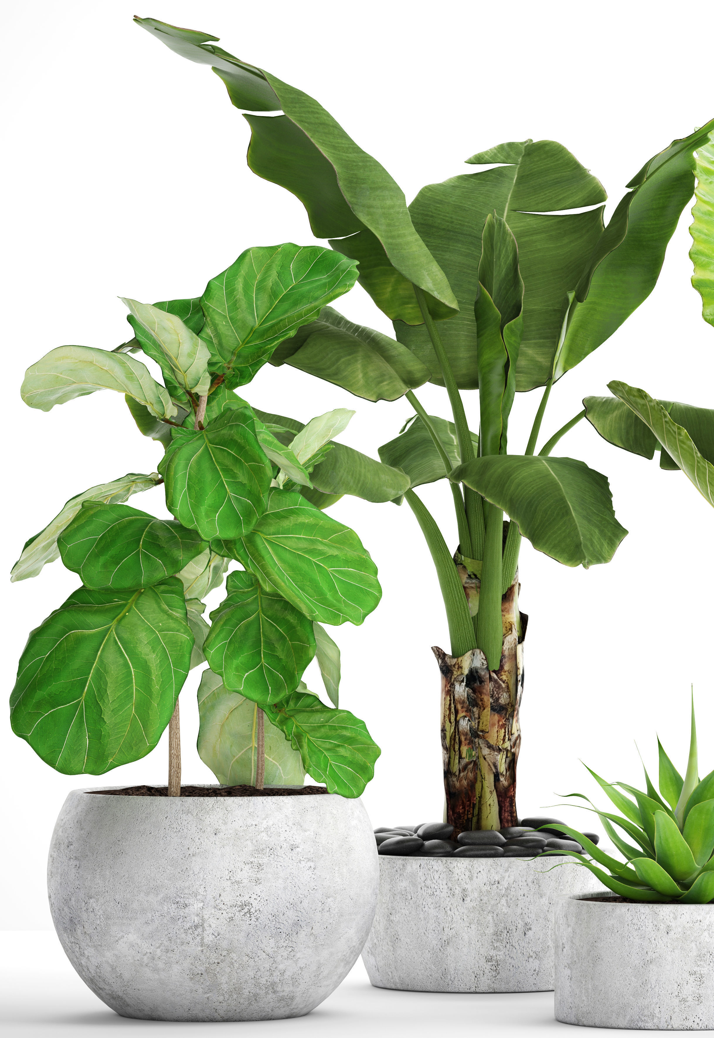 Collection plants three in pots 3D model_1