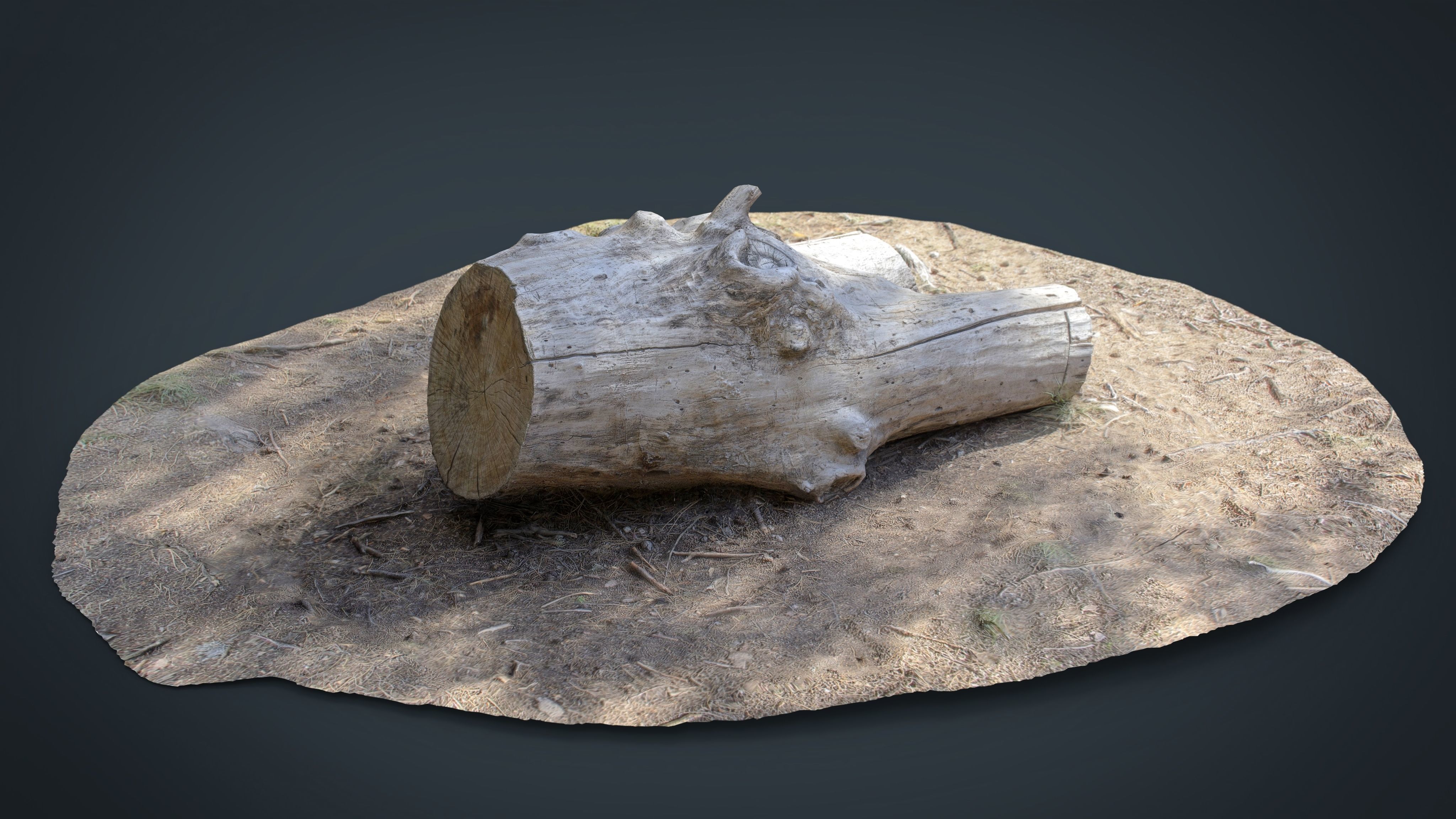 Dead trunk 4 Low-poly 3D model_9