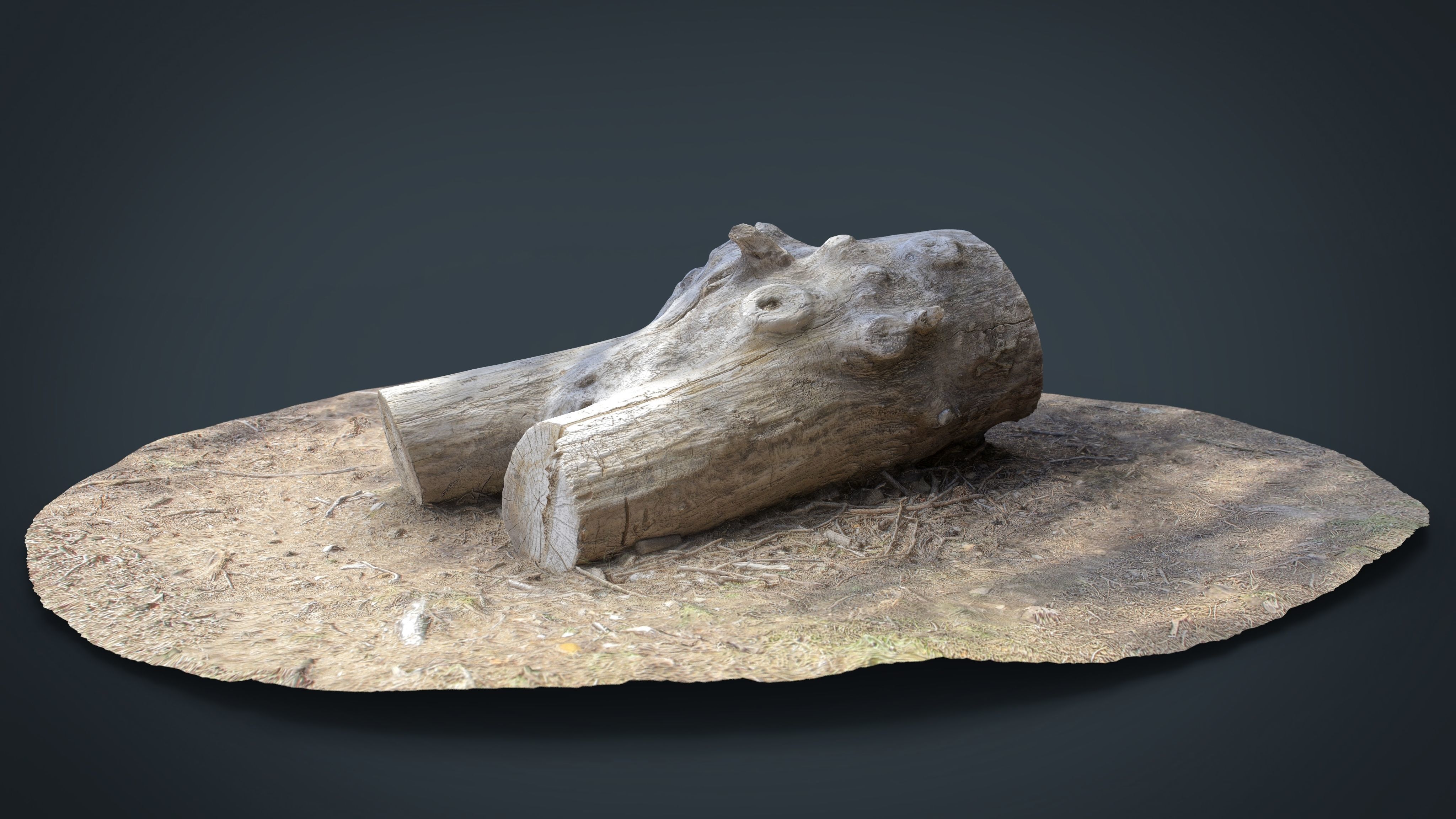 Dead trunk 4 Low-poly 3D model_7