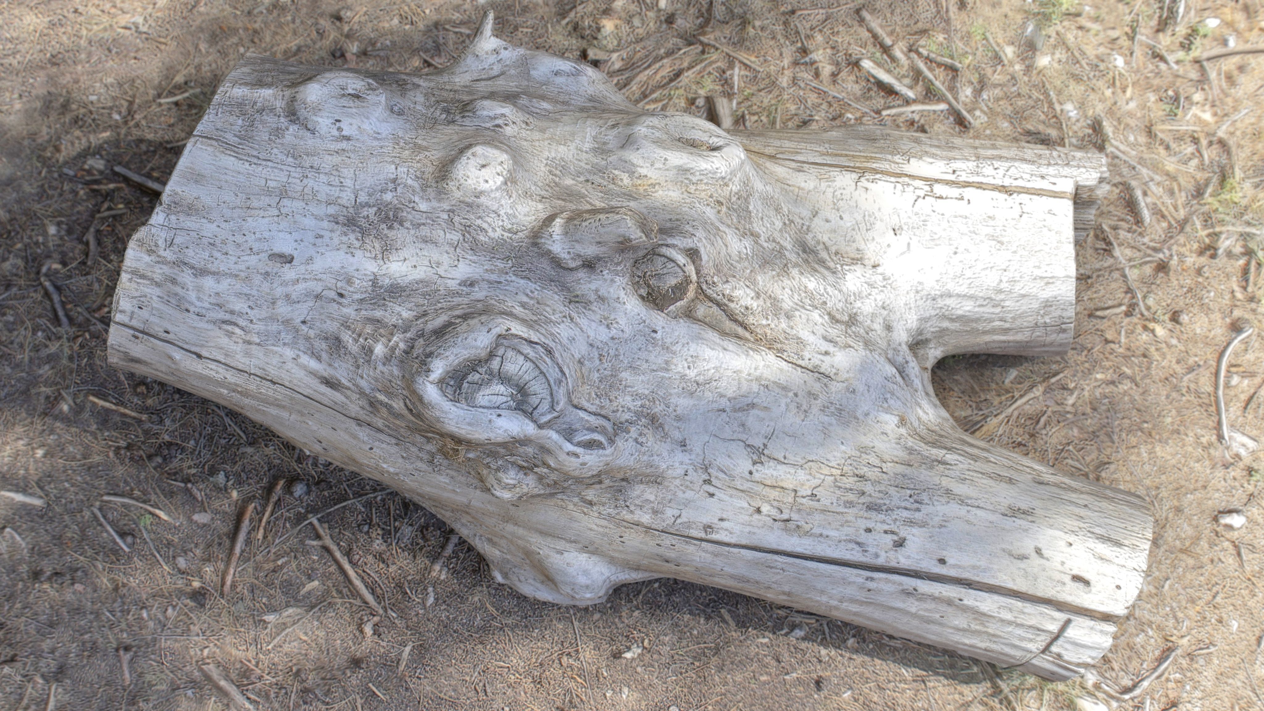 Dead trunk 4 Low-poly 3D model_4