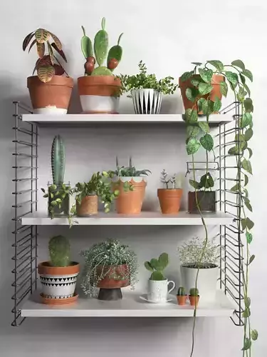 Shelves with Plants