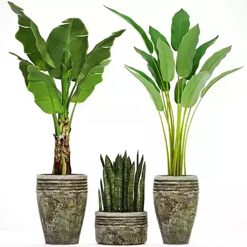 Collection plants Banana tree