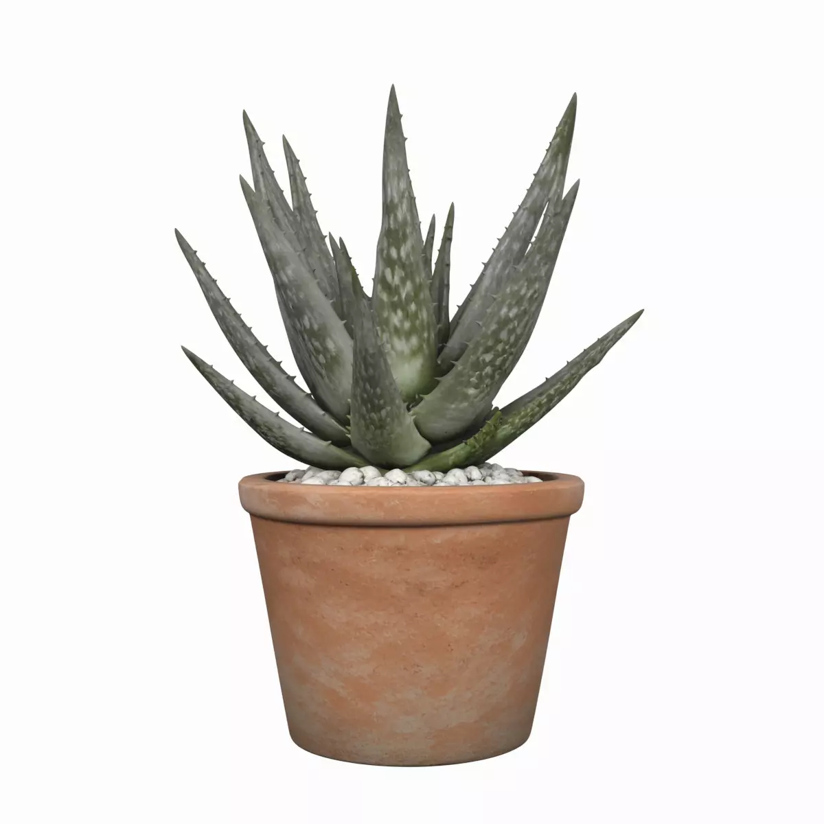 Mature Aloe Vera Plant in Terracotta Pot 3D Model 3D model
