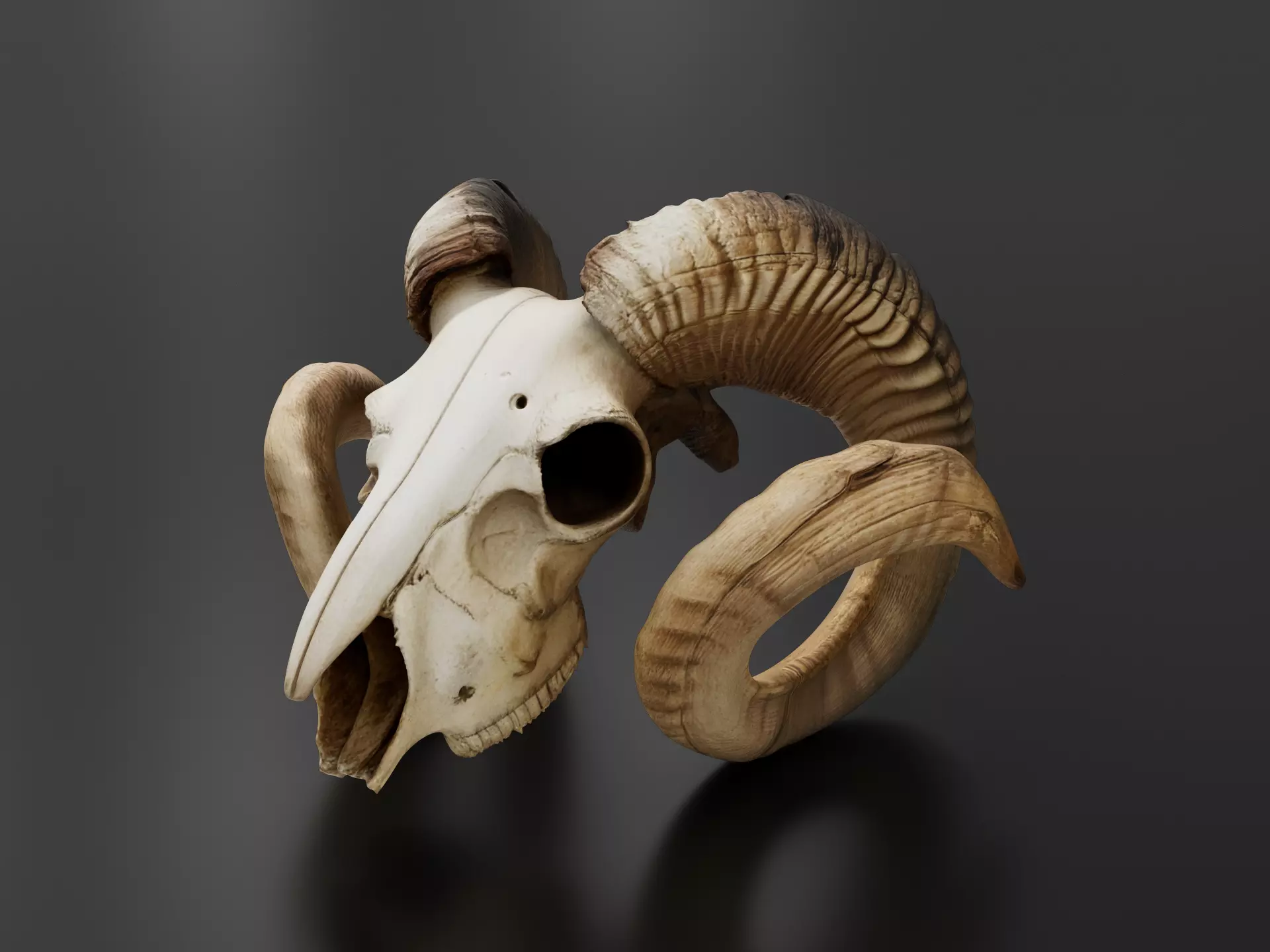 Vintage large ram skull 3D print model