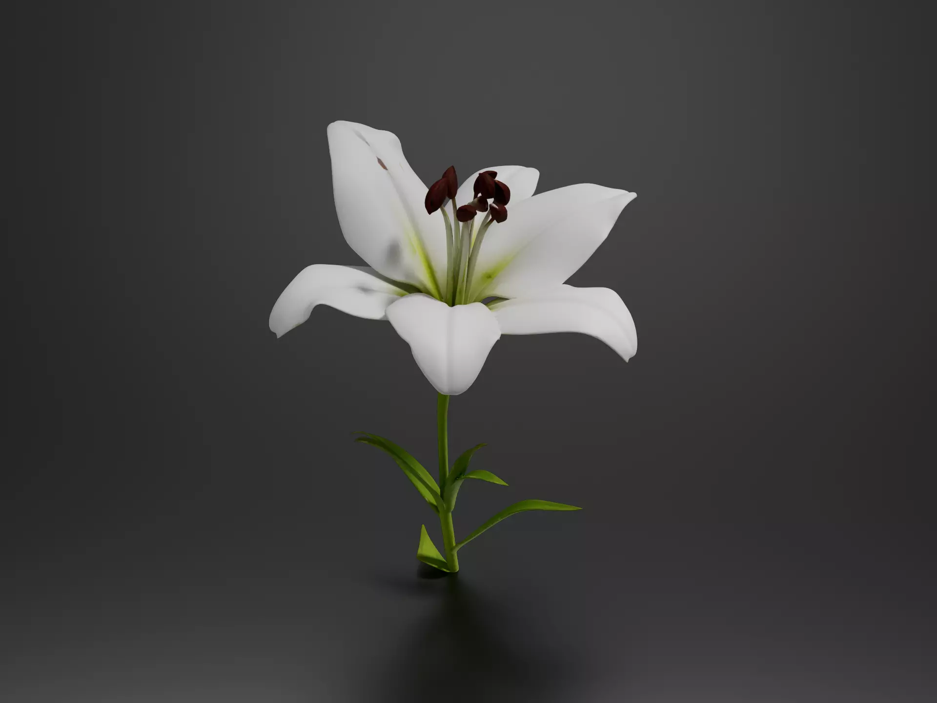 White Asiatic Lily 3D print model